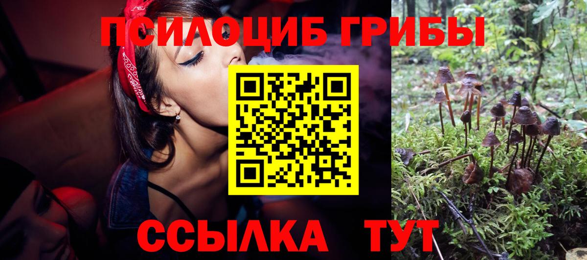 Артём  Галлюциногенные грибы Psilocybine cubensis  Вход с VPN 